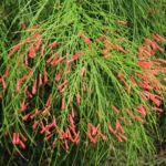 Русселия Хвощевидная красная от Завода ФЛОРА