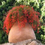 Русселия Хвощевидная красная от Завода ФЛОРА