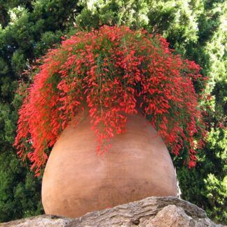 Русселия Хвощевидная красная от Завода ФЛОРА