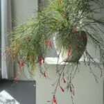 Русселия Хвощевидная красная от Завода ФЛОРА