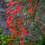 Русселия Хвощевидная красная от Завода ФЛОРА