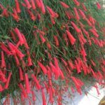 Русселия Хвощевидная красная от Завода ФЛОРА