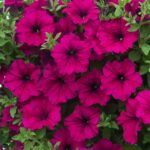 Петуния Fanfare Royal Purple от Завода ФЛОРА