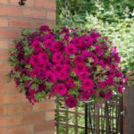 Петуния Fanfare Royal Purple от Завода ФЛОРА