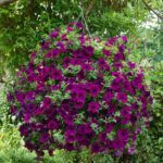 Петуния Fanfare Royal Purple от Завода ФЛОРА