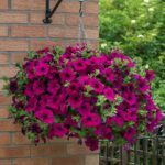 Петуния Fanfare Royal Purple от Завода ФЛОРА