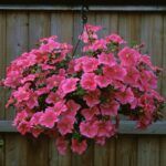 Петуния Fanfare Salmon от Завода ФЛОРА