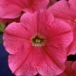 Петуния Fanfare Salmon от Завода ФЛОРА