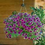 Петуния Fanfare Eclipse от Завода ФЛОРА