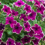 Петуния Fanfare Eclipse от Завода ФЛОРА