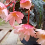Бегония Belleconia Light Pink от Завода ФЛОРА