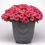 Петуния Easy Wave Coral от Завода ФЛОРА