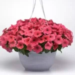 Петуния Easy Wave Coral от Завода ФЛОРА