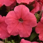 Петуния Easy Wave Coral от Завода ФЛОРА