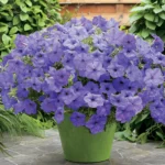 Петуния семенная Evening Scentsation от Завода ФЛОРА