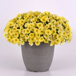 Петхоа семенная Caliburst Yellow от Завода ФЛОРА