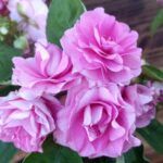 Бальзамин Fiesta Ole Lavander Orchid от Завода ФЛОРА