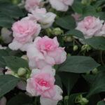Бальзамин Fiesta Appleblossom от Завода ФЛОРА