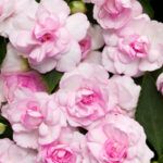 Бальзамин Fiesta Appleblossom от Завода ФЛОРА