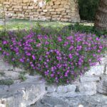 Делосперма Купера от Завода ФЛОРА