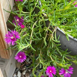 Делосперма Купера от Завода ФЛОРА