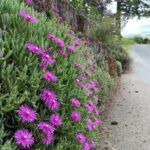 Делосперма Купера от Завода ФЛОРА