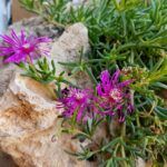 Делосперма Купера от Завода ФЛОРА