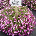 Петуния Blanket Rose Star от Завода ФЛОРА