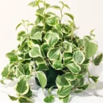 Пилея Скандес Вриаегата от Завода ФЛОРА