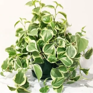 Пилея Скандес Вриаегата от Завода ФЛОРА