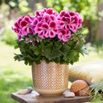 Пеларгония королевская Elegance Loes от Завода ФЛОРА