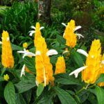 Пахистахис - фото 1 от Завода ФЛОРА