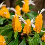 Пахистахис - фото 2 от Завода ФЛОРА