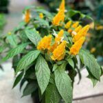 Пахистахис от Завода ФЛОРА