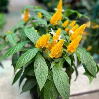 Пахистахис от Завода ФЛОРА