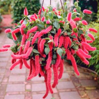 Акалифа 0,1л от Завода ФЛОРА