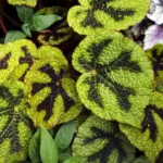 Бегония Рекс Мэсона / Блад от Завода ФЛОРА