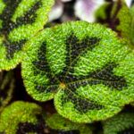 Бегония Рекс Мэсона / Блад от Завода ФЛОРА