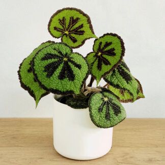 Бегония Рекс Мэсона / Блад от Завода ФЛОРА