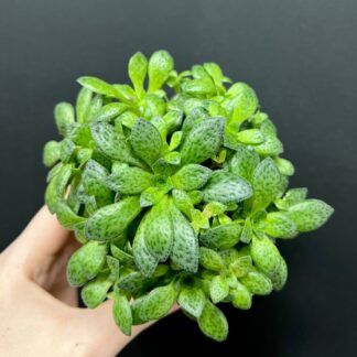 5032 Крассула Пиктурата Купера