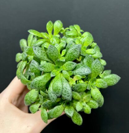 5032 Крассула Пиктурата Купера