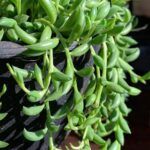 Крестовник банан Senecio radicans от Завода ФЛОРА