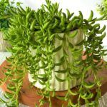 Крестовник банан Senecio radicans от Завода ФЛОРА