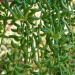 Крестовник банан Senecio radicans от Завода ФЛОРА