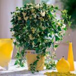 Крестовник крупноязычковый вариегатный от Завода ФЛОРА