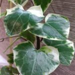 Крестовник крупноязычковый вариегатный от Завода ФЛОРА