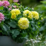 Георгины Hypnotica® Lemon Swirl от Завода ФЛОРА