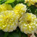 Георгины Hypnotica® Lemon Swirl от Завода ФЛОРА