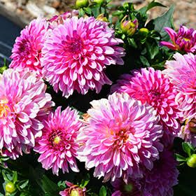 Георгины Dahlia Labella Grande Pink от Завода ФЛОРА