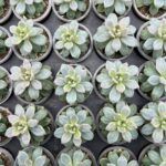 Суккулент Микс 3 от Завода ФЛОРА